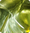Image to render