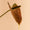Huile Libertine - Huile intime  image-5
 Huile Libertine - Huile intime-HO KARAN  image-5