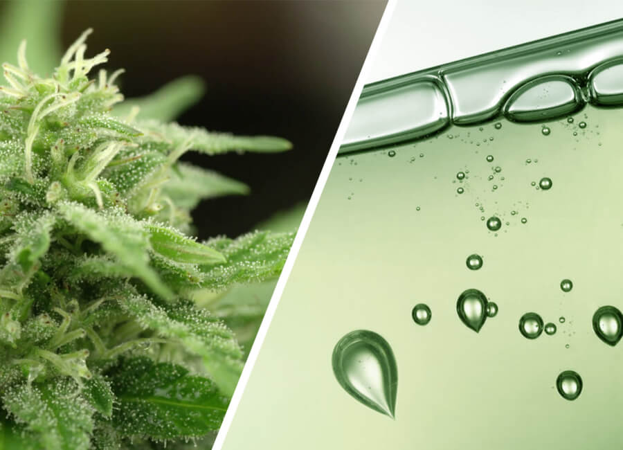 Cannabis Sativa