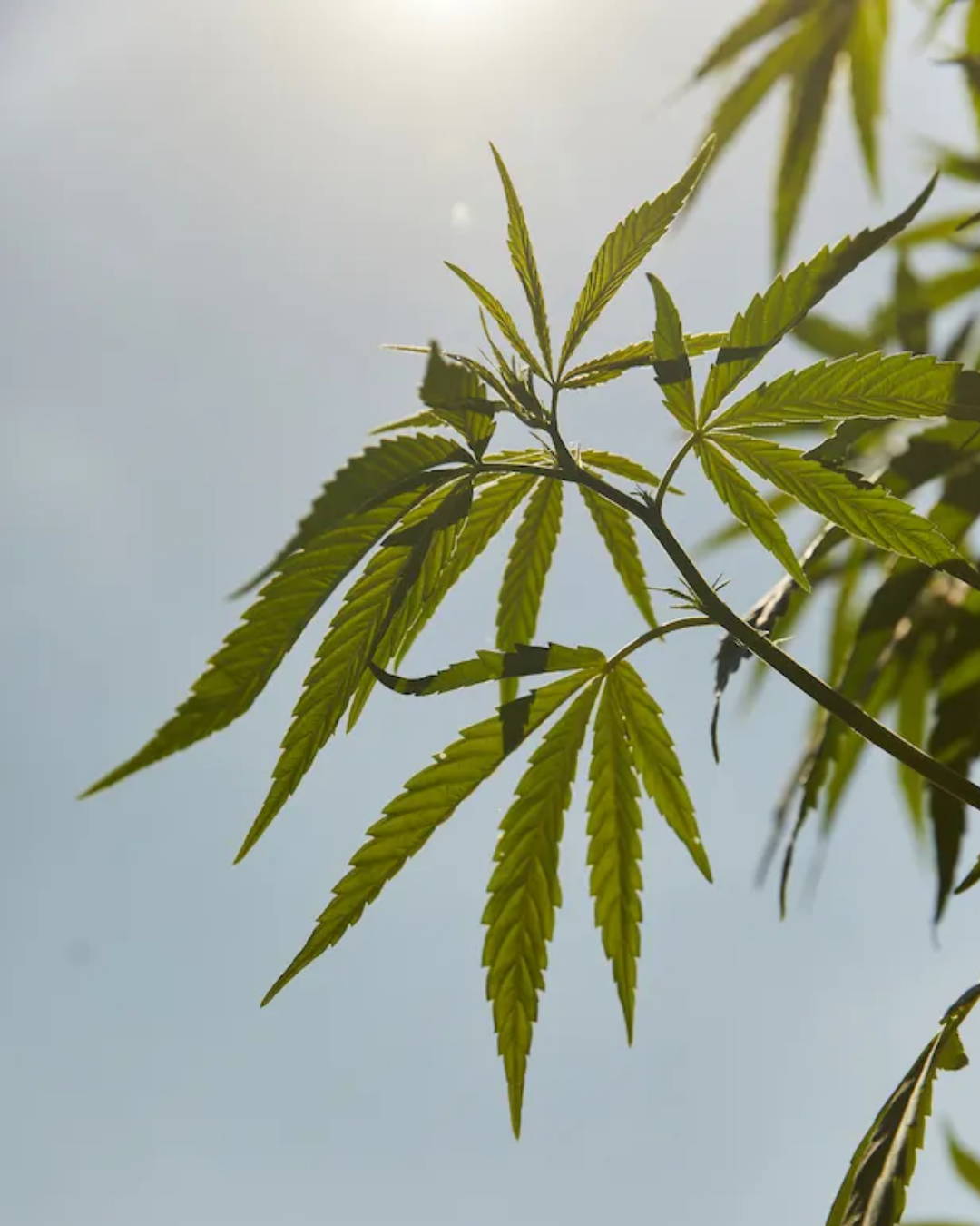 Le 420 Day, l'origine de la journée mondiale du Cannabis